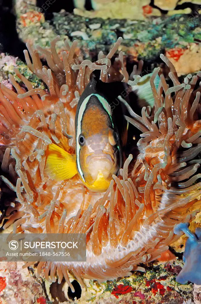 Clark's Anemonefish, Goldbelly or Clark's Clownfish (Amphiprion clarki), in captivity, Germany, Europe