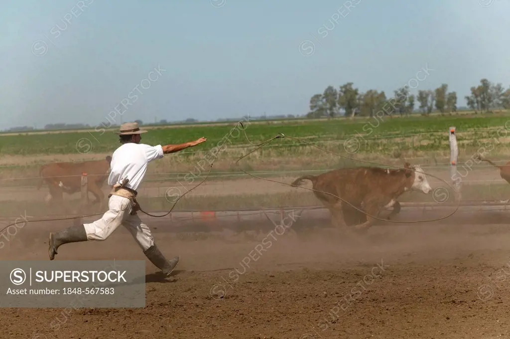 Gaucho lassoing cattle, Estancia San Isidro del Llano towards Carmen Casares, Buenos Aires province, Argentina, South America