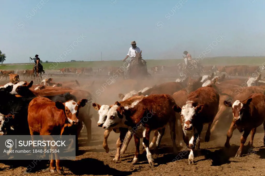 Gauchos on horseback, driving cattle, Estancia San Isidro del Llano towards Carmen Casares, Buenos Aires province, Argentina, South America