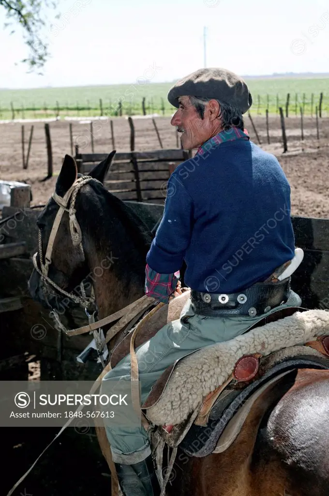 Gaucho on horseback, Estancia San Isidro del Llano towards Carmen Casares, Buenos Aires province, Argentina, South America