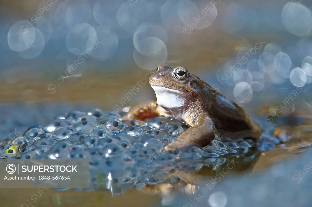 Common frog (Rana temporaria), spawn, Kalkalpen, Limestone Alps National Park, Upper Austria, Austria, Europe