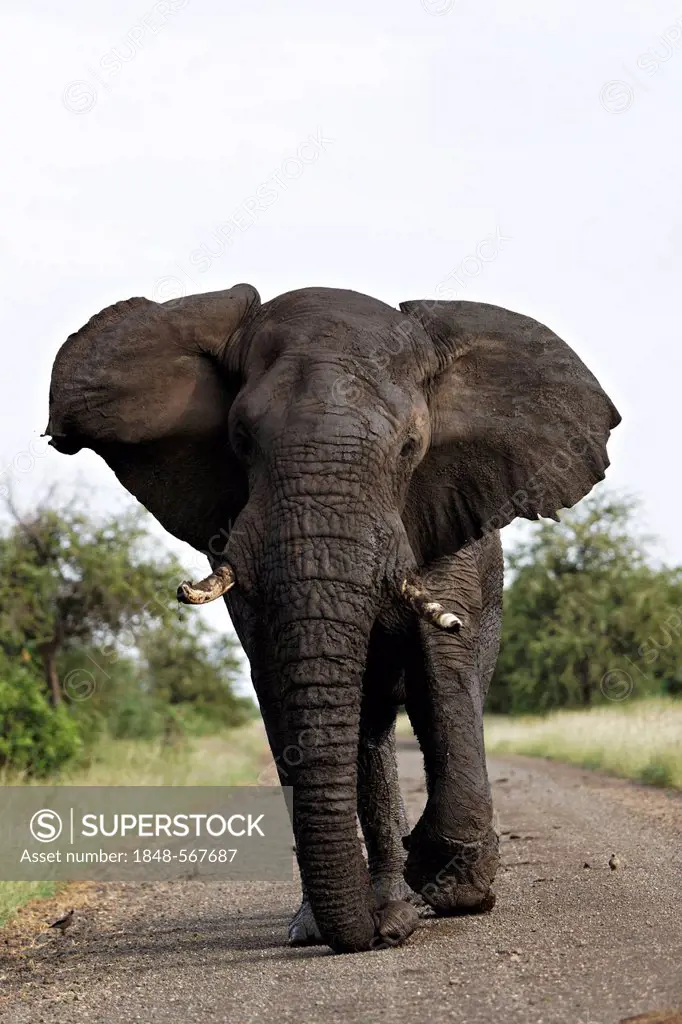 African elephant (Loxodonta africana) walking on a road, Kruger National Park, South Africa
