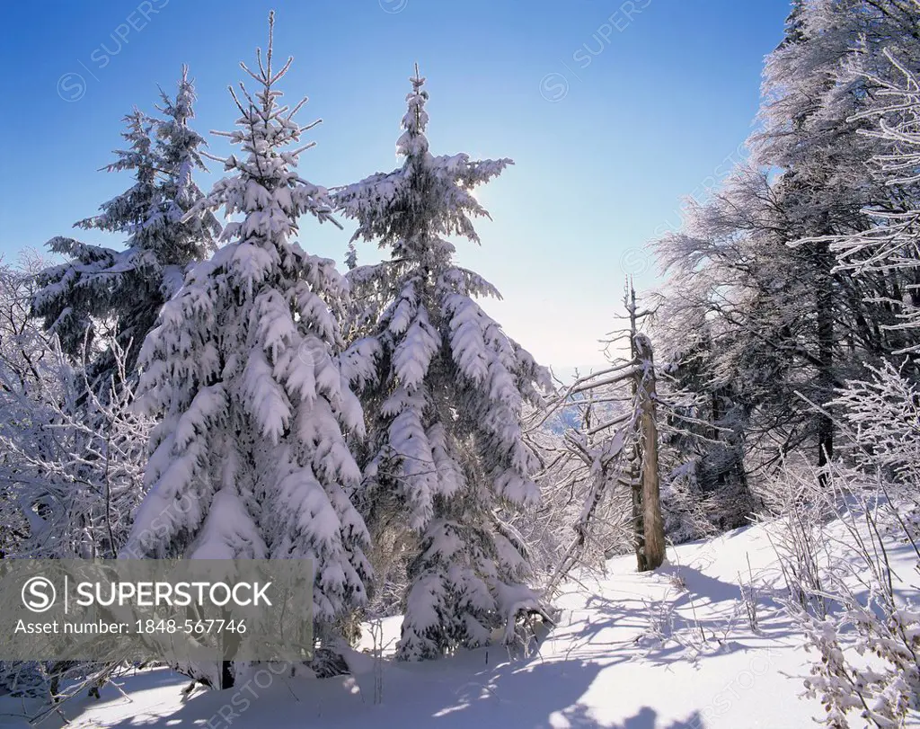 Winter landscape in Grosser Inselsberg Nature Reserve, near Brotterode, Thuringian Forest, Thuringia, Germany, Europe