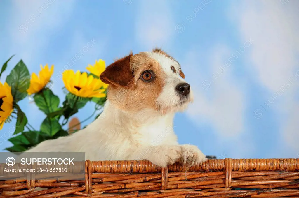 Parson Russell Terrier in a wicker basket