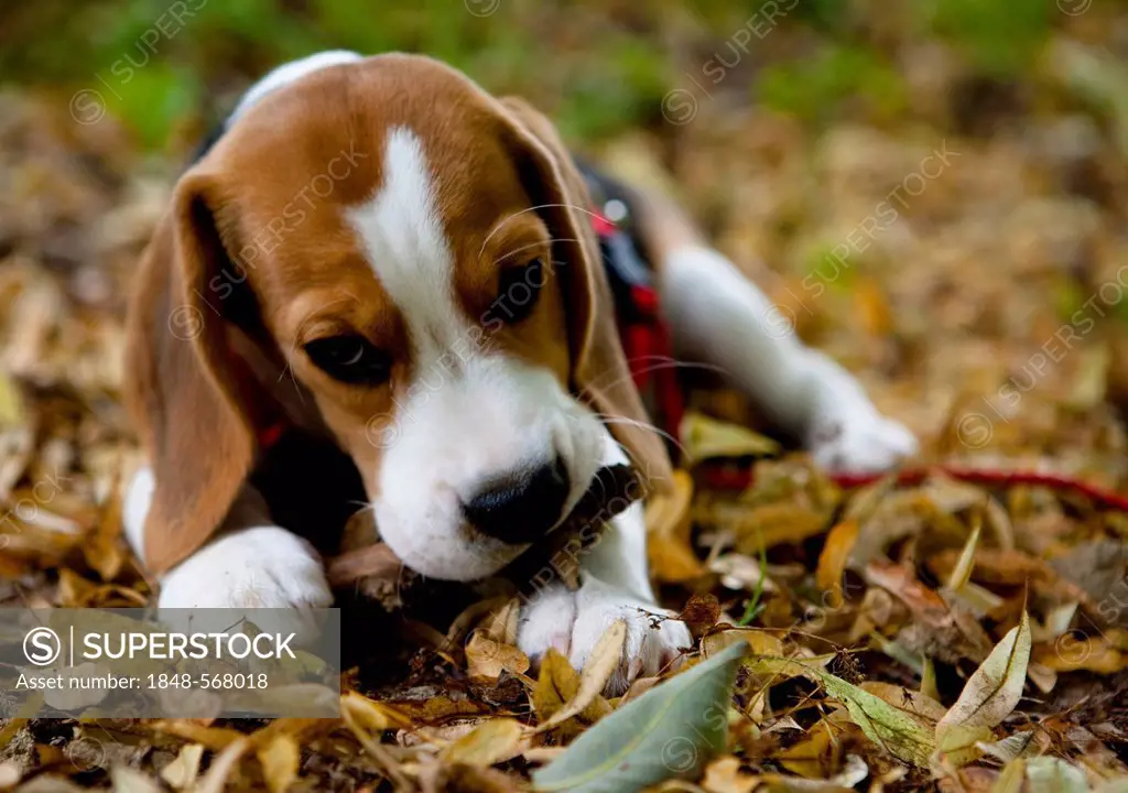 A tricolour male beagle puppy chewing on a twig in the forest