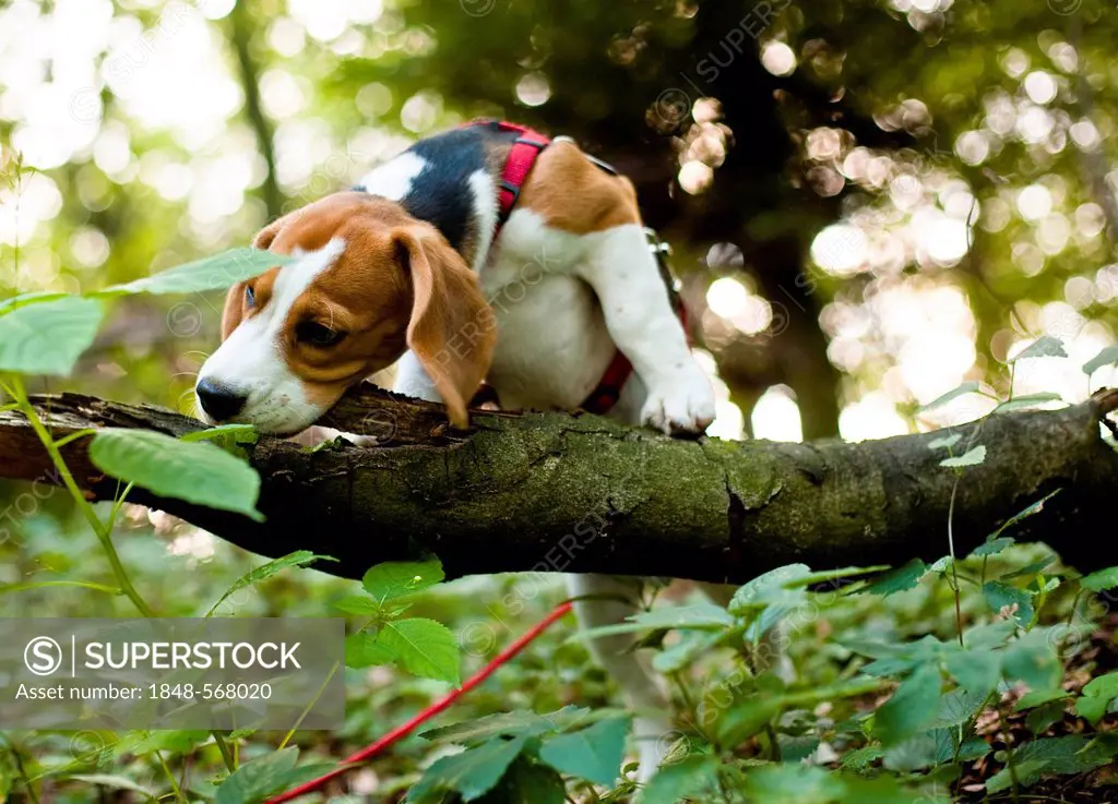 A tricolour male beagle puppy chewing on a tree trunk in the forest