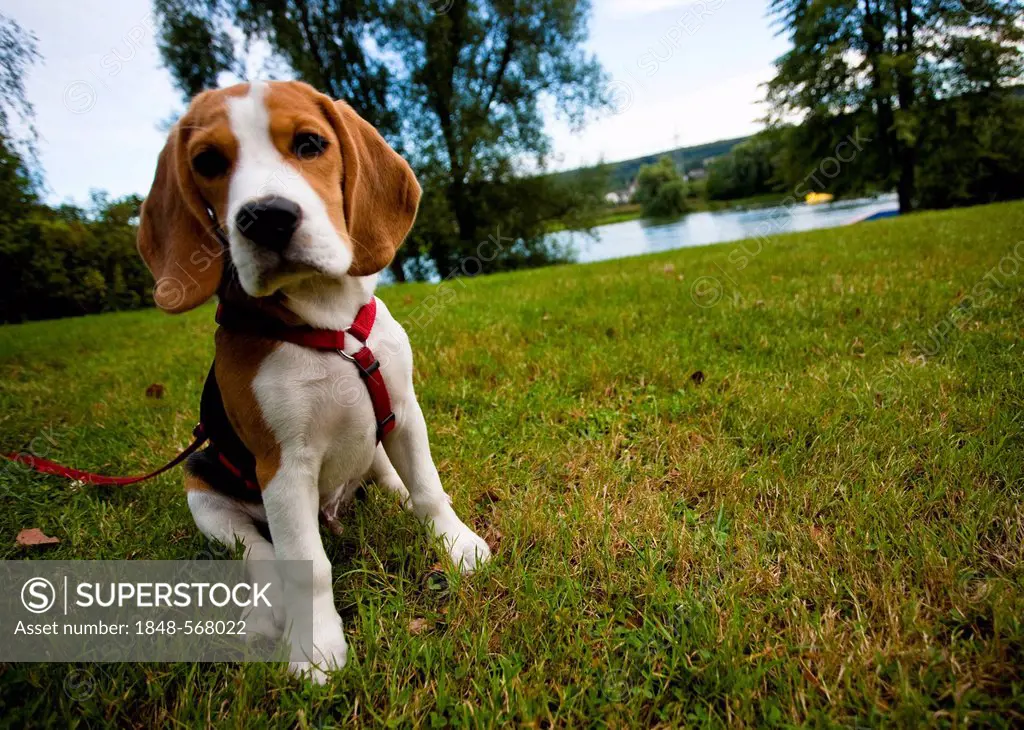 A tricolour male beagle puppy sitting in the grass on the shore of a lake