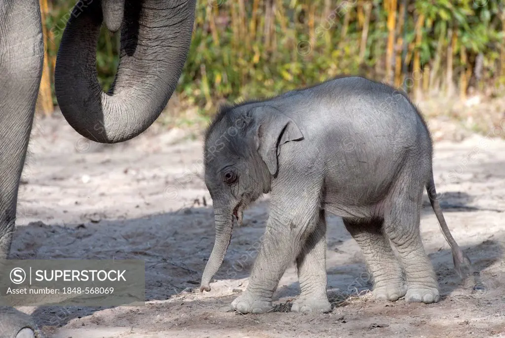 Asian elephant (Elephas maximus), female baby elephant, 11 days, during the first foray into the outdoor enclosure with its mother at the Tierpark Hel...