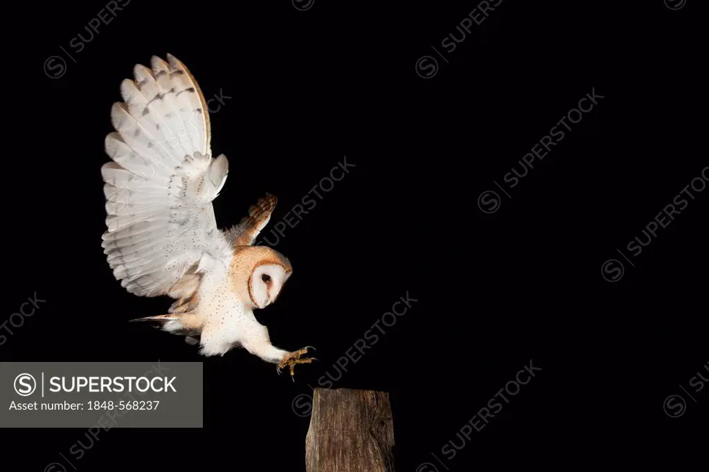 Barn Owl (Tyto alba) during approach of a fence post, Vulkaneifel district, Rhineland-Palatinate, Germany, Europe
