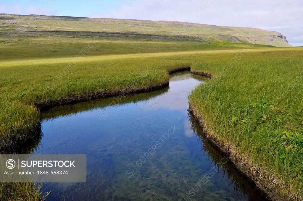 Pond, tall grass, Bardsvik bay, east coast of Hornstrandir, Westfjords, Iceland, Europe