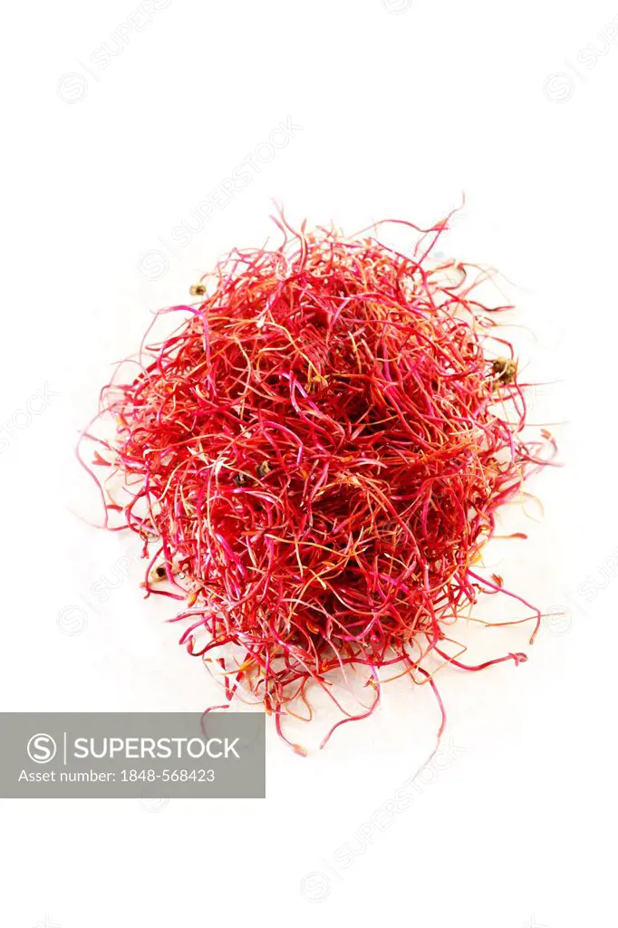 Beetroot seed sprouts