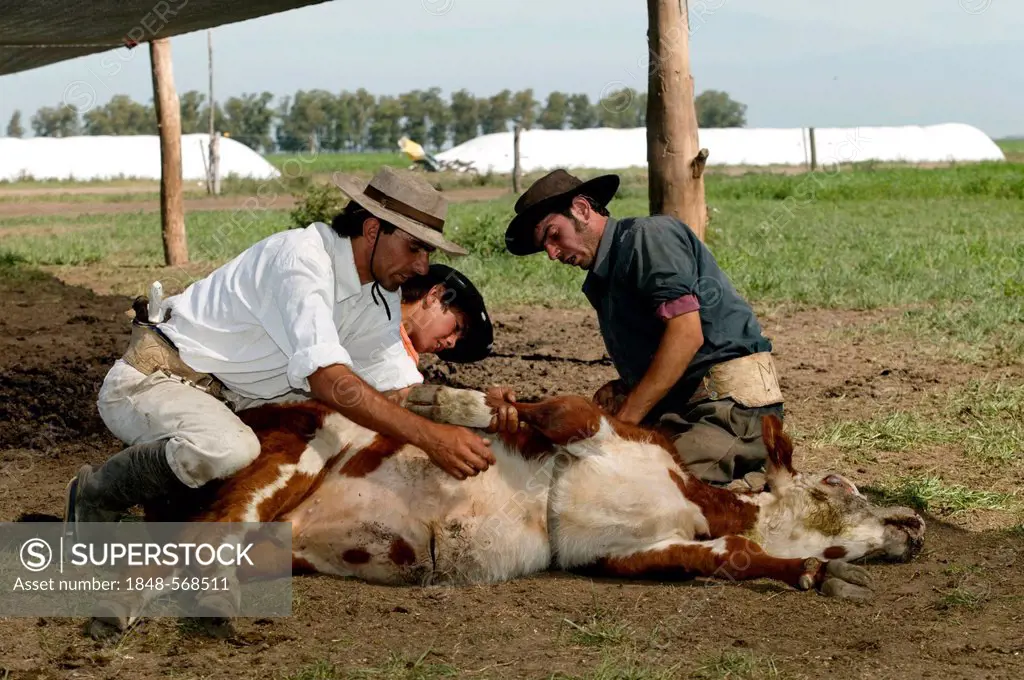 Gauchos with caught cattle, Estancia San Isidro del Llano towards Carmen Casares, Buenos Aires province, Argentina, South America