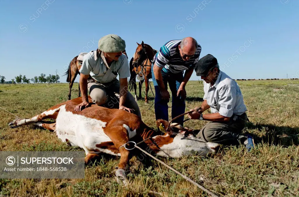 Gauchos sawing off horn of cattle, Estancia San Isidro del Llano towards Carmen Casares, Buenos Aires province, Argentina, South America