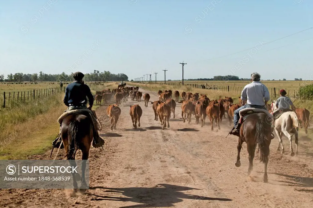 Gauchos on horseback, driving cattle, Estancia San Isidro del Llano towards Carmen Casares, Buenos Aires province, Argentina, South America