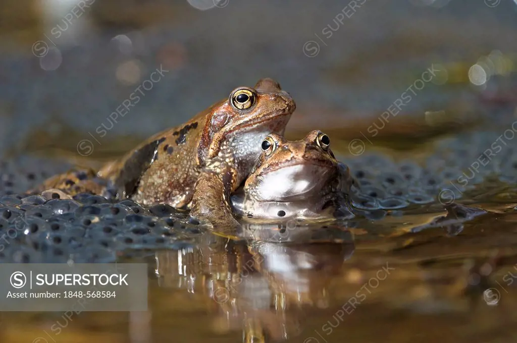 Common frogs (Rana temporaria), mating, spawn, Kalkalpen, Limestone Alps National Park, Upper Austria, Austria, Europe