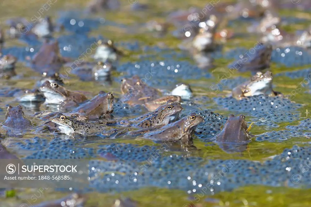 Common frogs (Rana temporaria), spawn, Kalkalpen, Limestone Alps National Park, Upper Austria, Austria, Europe