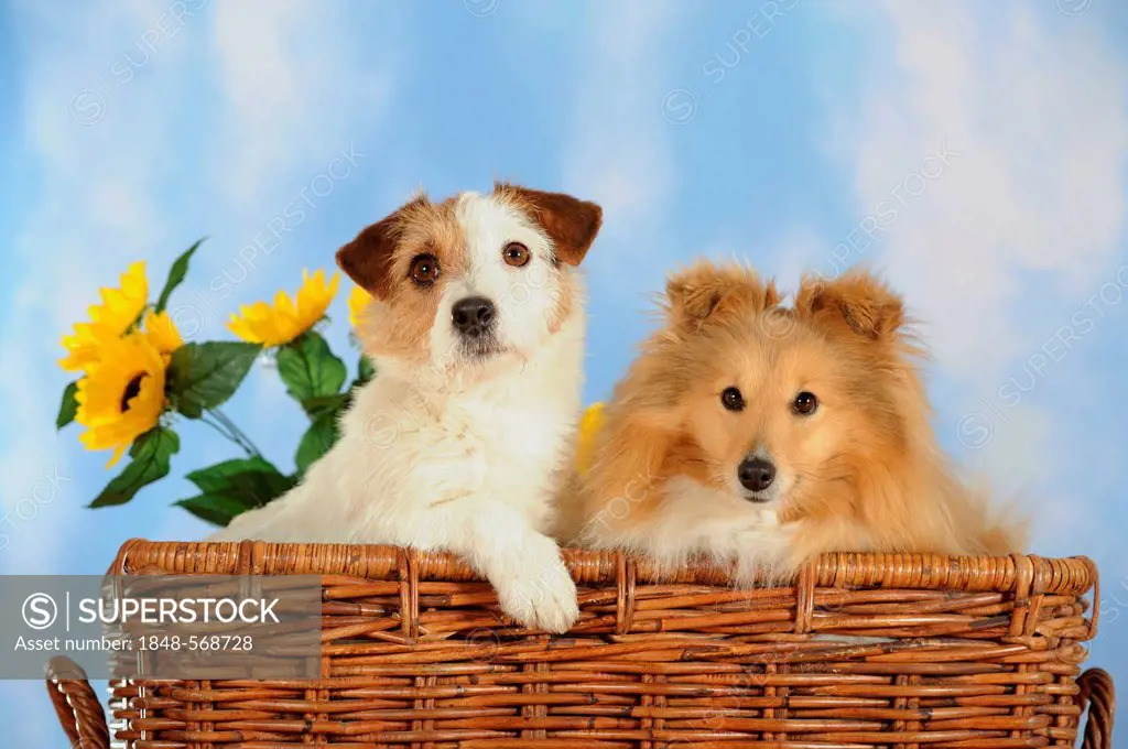 Parson Russell Terrier and a Sheltie or a Shetland Sheepdog in a wicker basket
