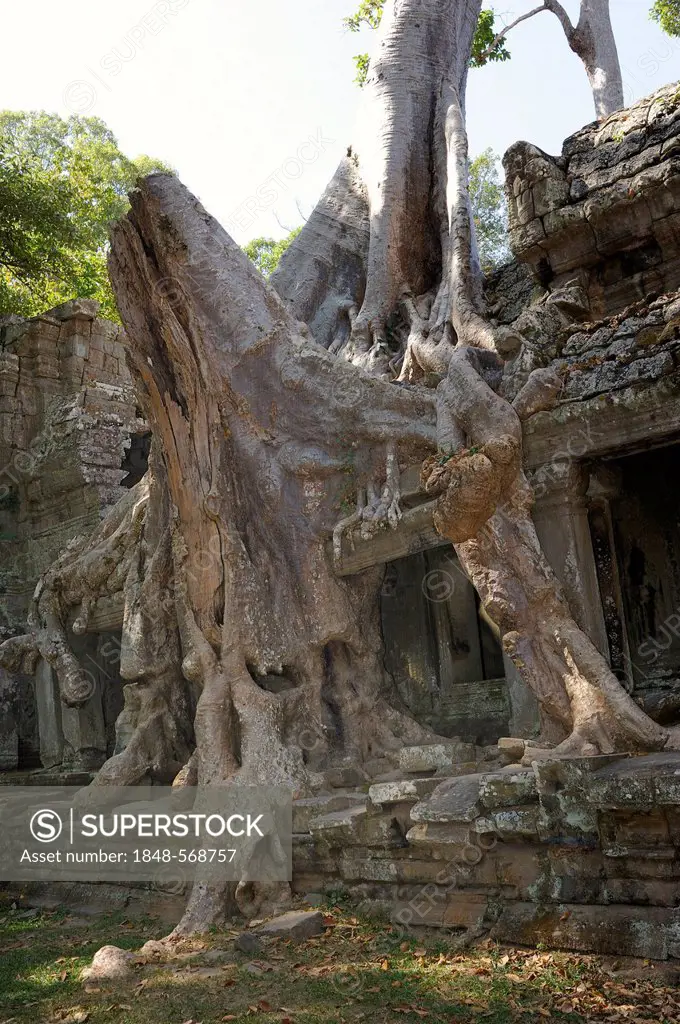 Strangler Fig tree (Ficus sp.) enveloping part of the Ta Prohm temple with its aerial roots, in the archaeological Angkor temple complex, Siam Reap, C...