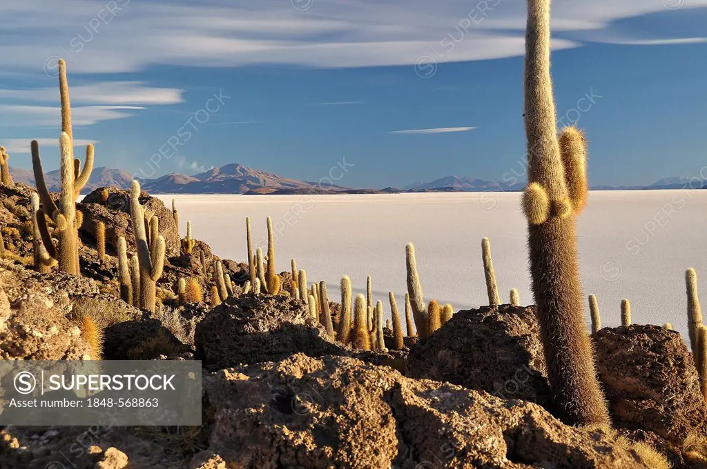 Cactuses on an island, Salar de Uyuni salt flat, Uyuni, Potosi, Bolivia, South America