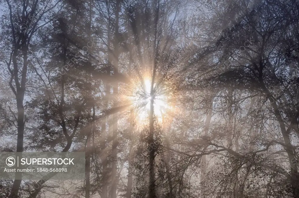 Sun rays filtering through a misty forest, Konstanz district, Baden-Wuerttemberg, Germany, Europe