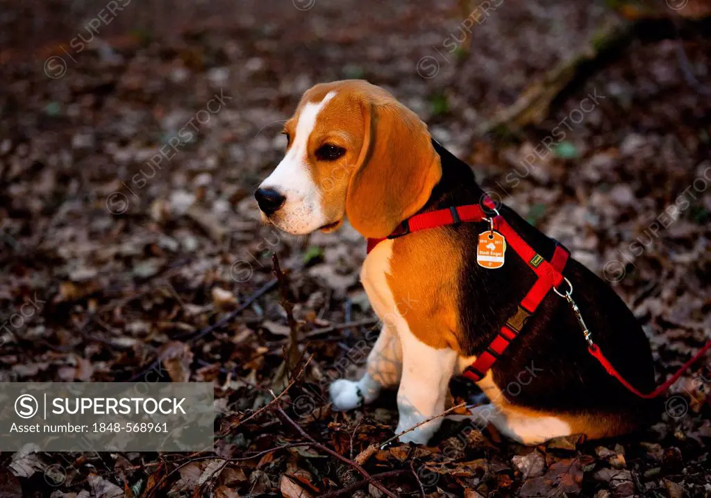 A tricolour male beagle puppy sitting in the forest