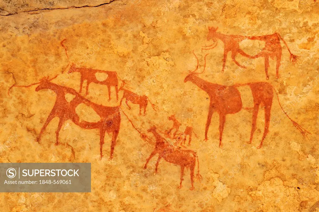 Painted cows, neolithic rock art at Tin Meskis, Adrar n'Ahnet, Algeria, Sahara, North Africa