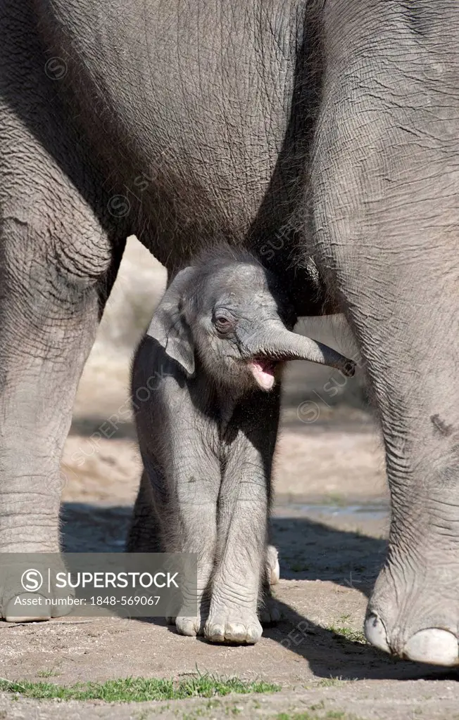 Female baby elephant, 11 days, Asian elephant (Elephas maximus), on the first trip in the outdoor enclosure with her mother, Tierpark Hellabrunn, zoo,...