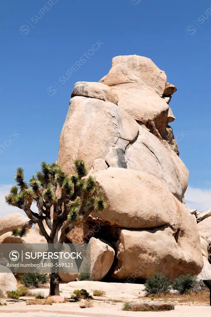 Joshua trees (Yucca brevifolia) in front of monzogranite formation, Joshua Tree National Park, Palm Desert, southern California, USA, North America