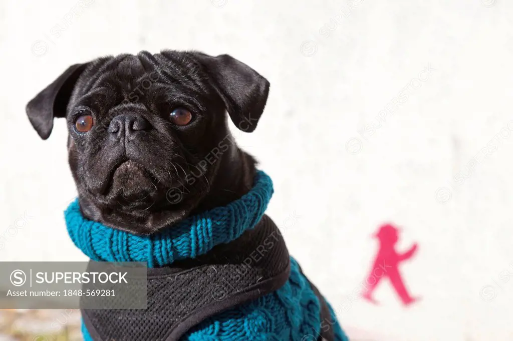 Young black pug wearing a sweater, PublicGround
