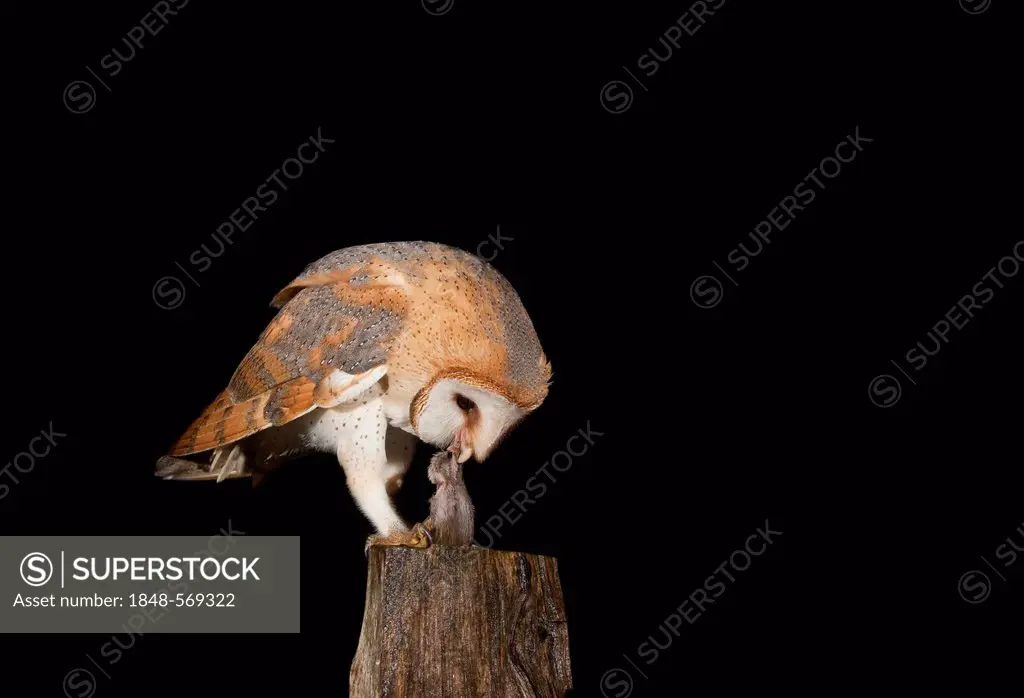 Barn Owl (Tyto alba) eating a mouse on a fence post, Volcanic Eifel, Rhineland-Palatinate, Germany, Europe