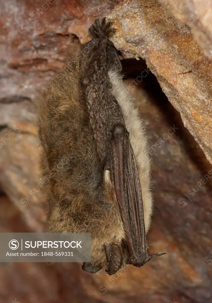 Whiskered Bat (Myotis mystacinus), hibernating, Hesse, Germany, Europe