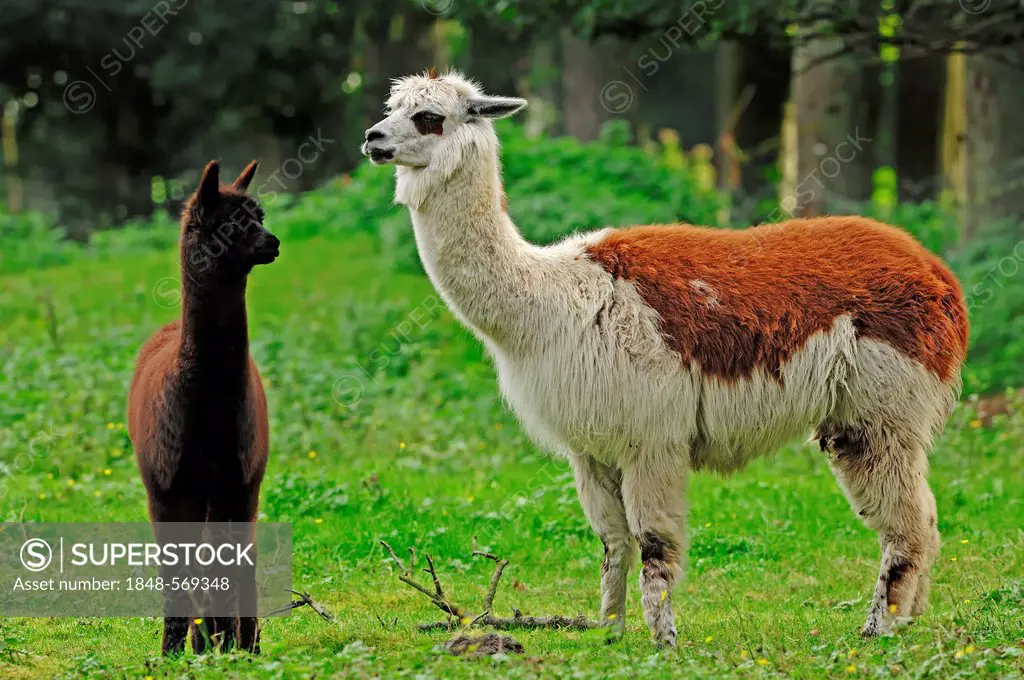 Alpaca (Llama pacos, Vicugna pacos), female with cria, native to South America, in captivity, North Rhine-Westphalia, Germany, Europe