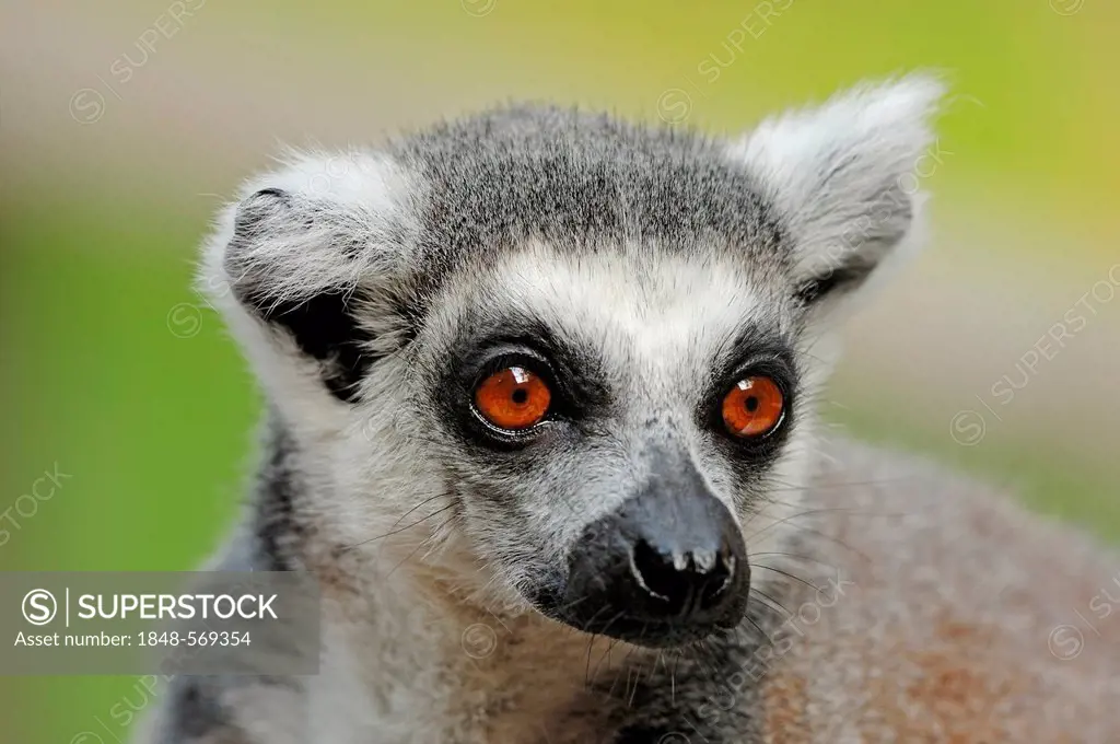 Ring-tailed Lemur (Lemur catta), portrait, native to Madagascar, in captivity, North Rhine-Westphalia, Germany, Europe
