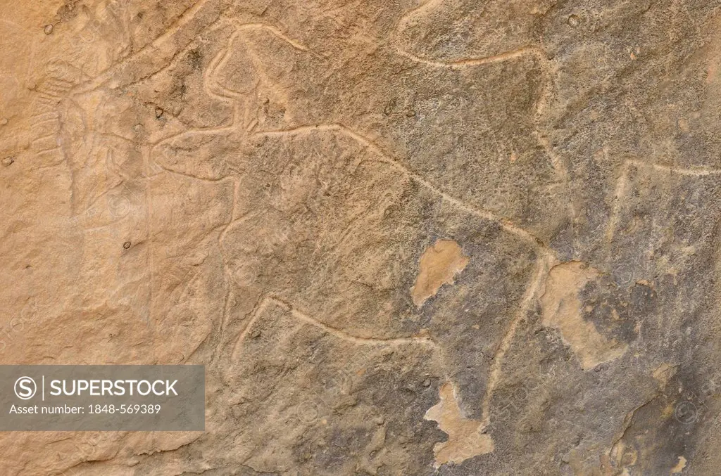 Stone Age rock carving of an ox in the UNESCO World Heritage site of Gobustan with about 6, 000 rock carvings up to 40, 000 years, near the district t...
