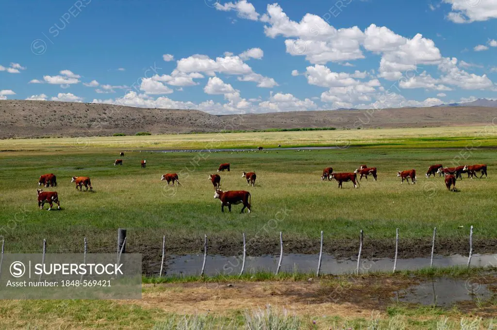 Cattle on pasture near Rio Mayo, Chubut province, Patagonia, Argentina, South America
