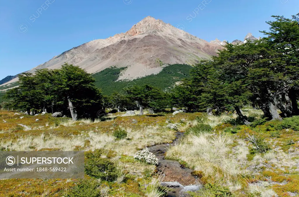 Forest of Coihue or Coiguee trees (Nothofagus dombeyi), Los Glaciares National Park, UNESCO World Heritage Site, El Chalten, Cordillera, Santa Cruz pr...