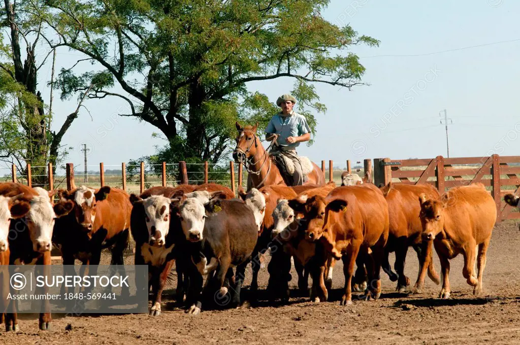 Gaucho on horseback, driving cattle, Estancia San Isidro del Llano towards Carmen Casares, Buenos Aires province, Argentina, South America