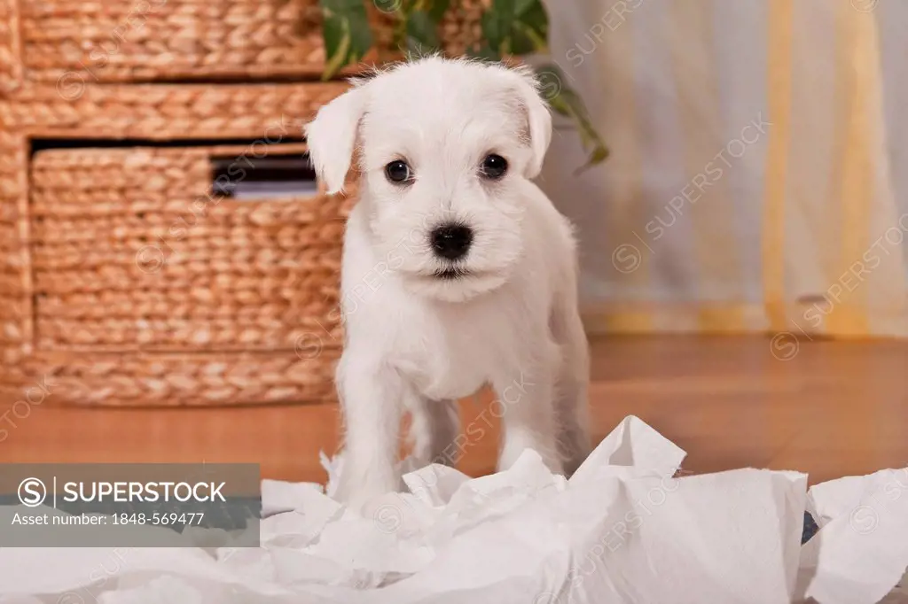 Cheeky white Miniature Schnauzer puppy surrounded by shredded toilet paper