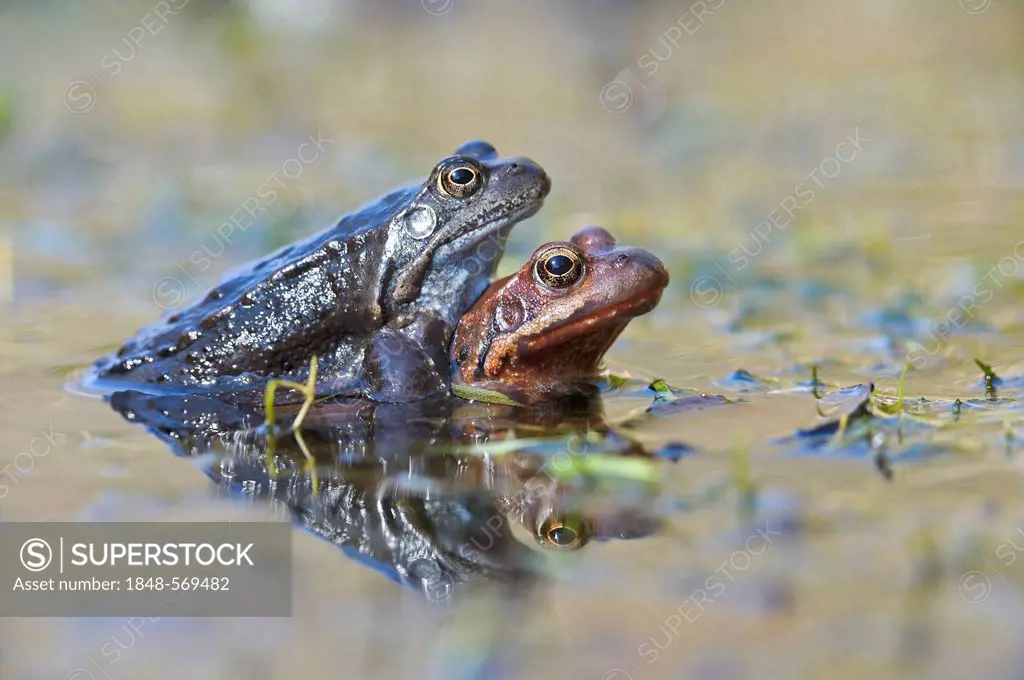 Common frogs (Rana temporaria), mating, Kalkalpen, Limestone Alps National Park, Upper Austria, Austria, Europe