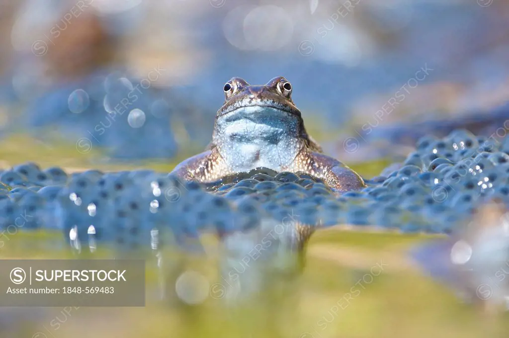 Common frog (Rana temporaria), spawn, Kalkalpen, Limestone Alps National Park, Upper Austria, Austria, Europe