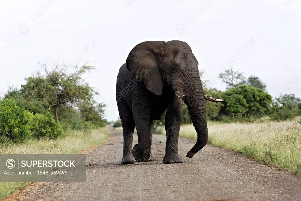 African elephant (Loxodonta africana) walking on a road, Kruger National Park, South Africa