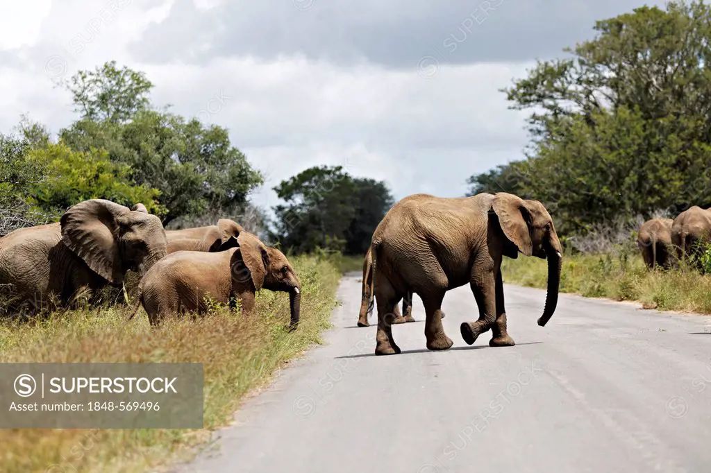 African elephants (Loxodonta africana) crossing a road, Kruger National Park, South Africa