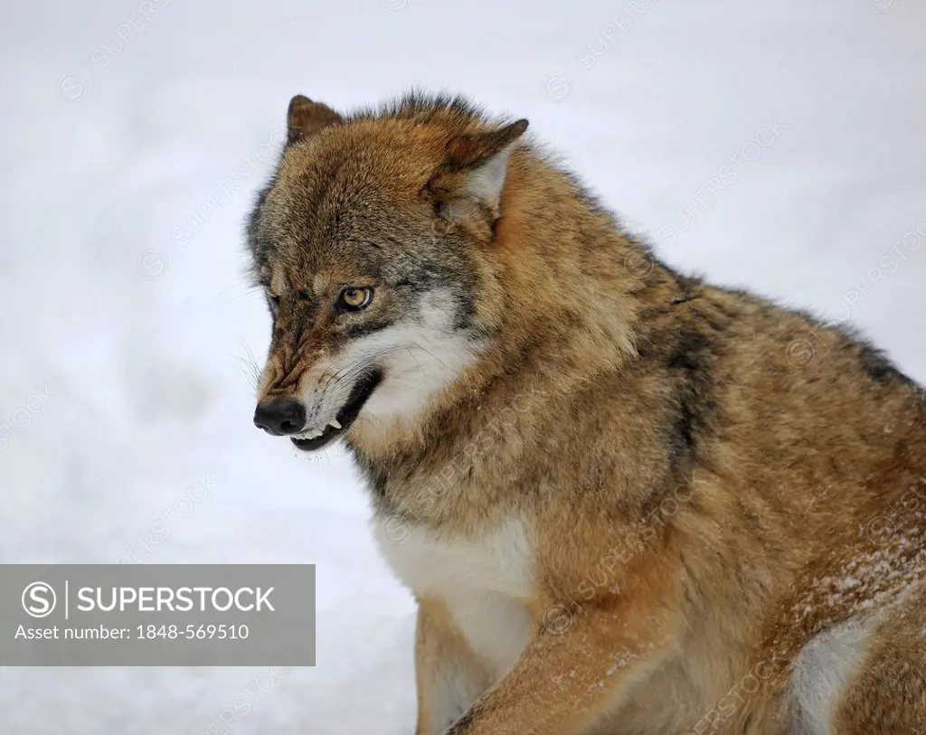 Wolf (Canis lupus) baring its teeth, in the snow, wildlife enclosure of the Bavarian Forest National Park, Bavaria, Germany, Europe