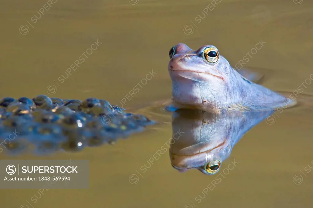 Moor frog (Rana arvalis), spawn, Kalkalpen National Park, Limestone Alps, Upper Austria, Europe