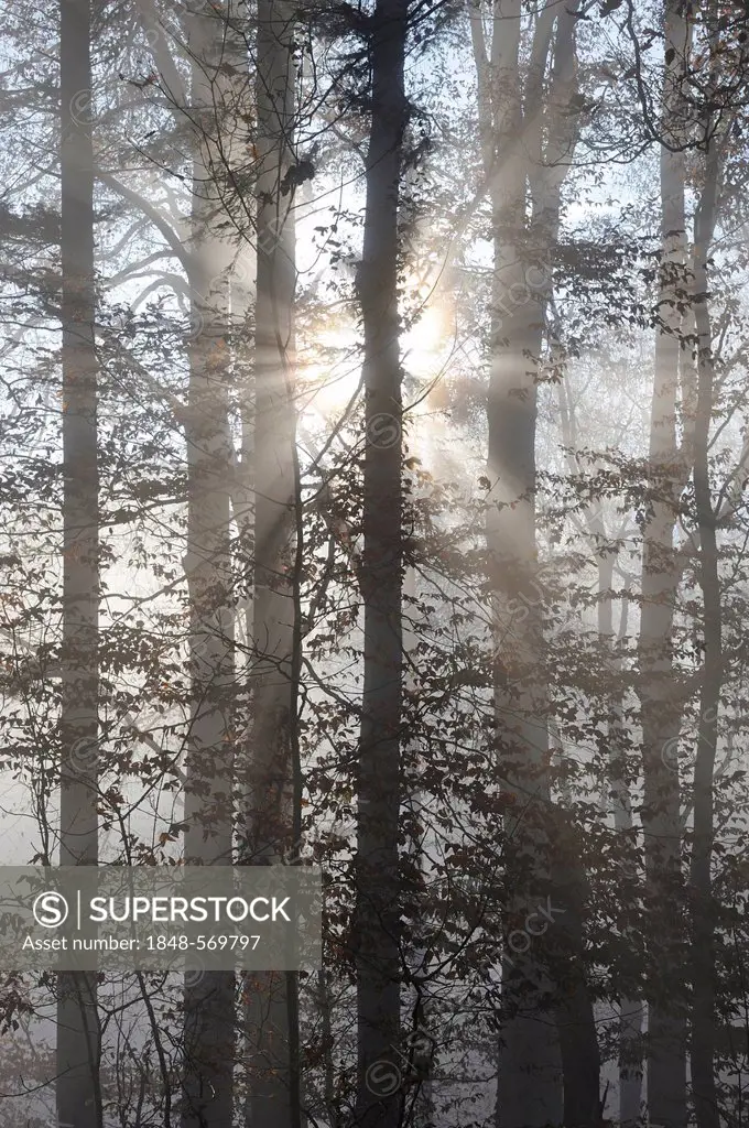 Sun rays filtering through a misty forest, Konstanz district, Baden-Wuerttemberg, Germany, Europe