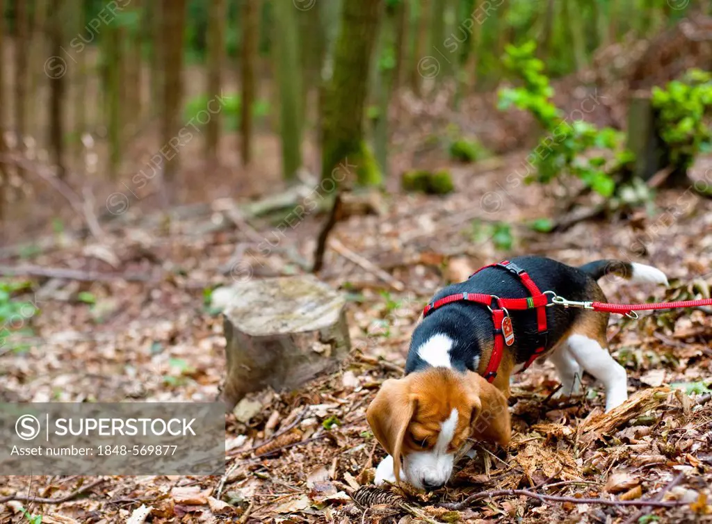 A tricolour male beagle puppy playing in the forest