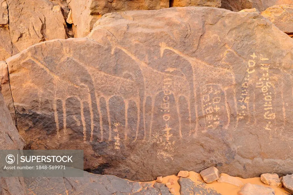 Rock engraving of a giraffe and Tifinagh writings, Adrar Tekemberet, Immidir, Algeria, Sahara, North Africa