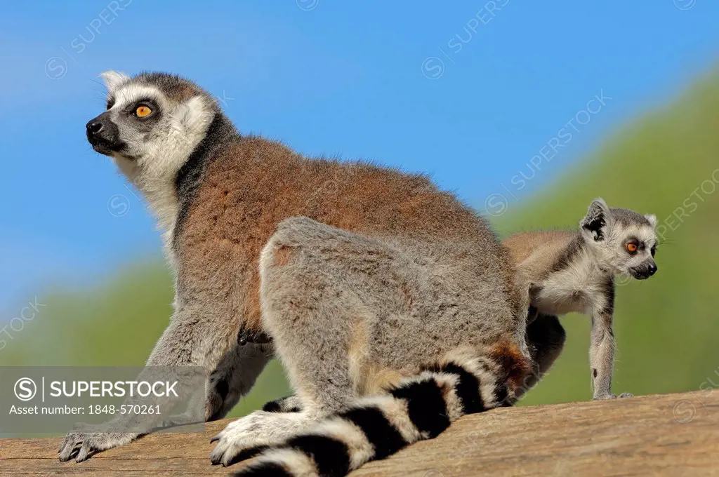 Ring-tailed Lemur (Lemur catta), female with young, native to Madagascar, in captivity, North Rhine-Westphalia, Germany, Europe