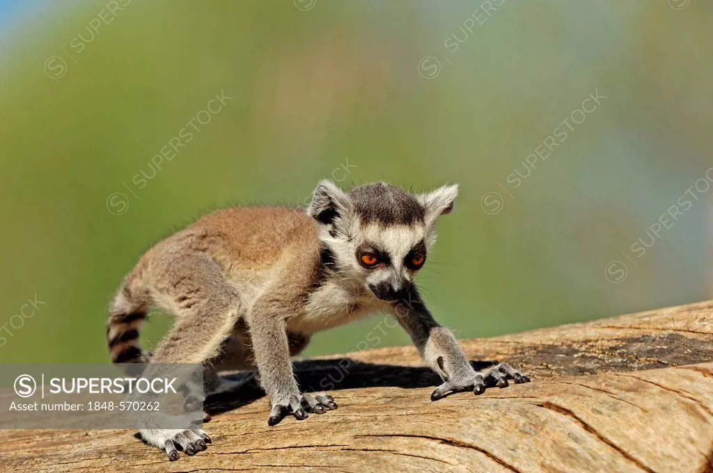 Young Ring-tailed Lemur (Lemur catta), native to Madagascar, in captivity, North Rhine-Westphalia, Germany, Europe
