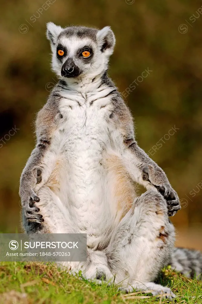 Ring-tailed Lemur (Lemur catta), male, native to Madagascar, in captivity, North Rhine-Westphalia, Germany, Europe